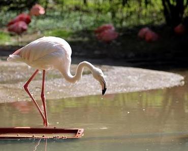 Von Flamingos, Mini-Schweinchen und Erdmännchen