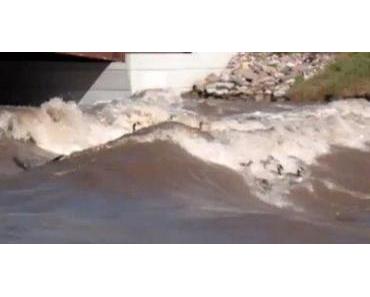 Video des Tages: Gänse, die surfen!