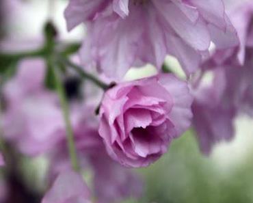 die japanische blütenkirsche (prunus serrulata") "kanzan"