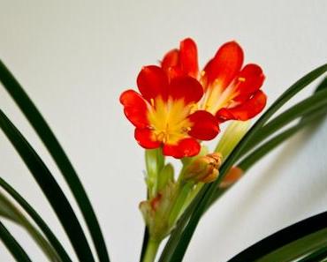 Die Clivia blüht wieder