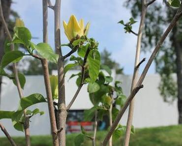 magnolie "yellow bird"