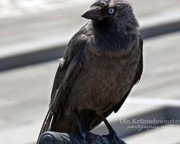 Bei dir piept’s wohl? [smw✪izdd 20dreizehn]