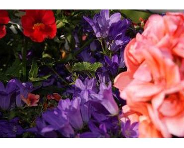 Lila-Koralle - Inspiriert vom Blumenkasten!