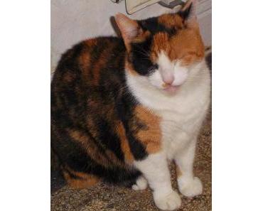 Tierhaarallergie/So viele Abschiede