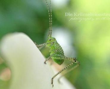 Babyflip zu: Klein, aber oho! [smw✪izdd 20dreizehn]