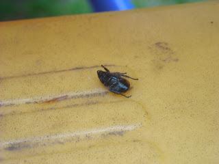 Schnapp-Wort Woche #25: O wie Ohnmacht