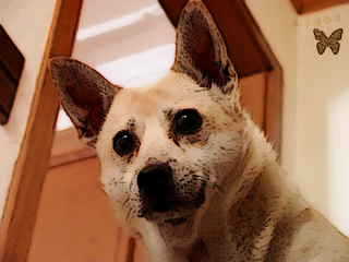 Hallo! Heute habe ich ein altes Foto überarbeitet (: Näch...