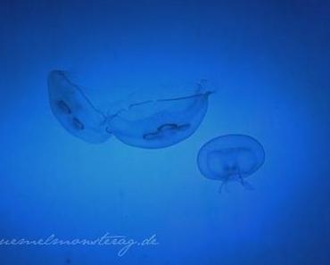 Heute mach’ ich blau [smw✪izdd 20dreizehn]