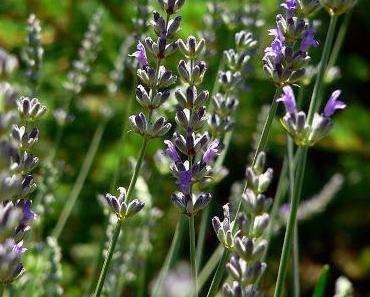 Pflanzenwoche: Mit ätherischen Ölen gegen Ungeziefer