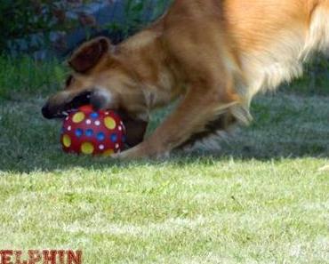 Von Gehirnläusen und Minimenschen