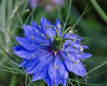 Aus meinem Garten – Ende Juli
