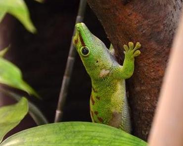 Tropisch  [Zoo Frankfurt]
