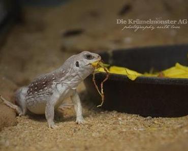 Puh! [Zoo Frankfurt]