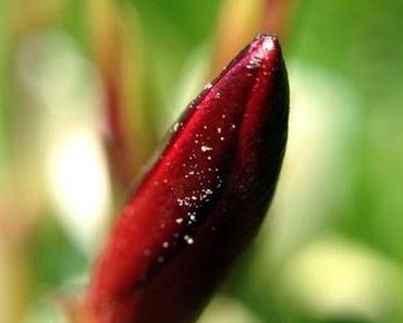 M wie Montag oder ... MakroMontag