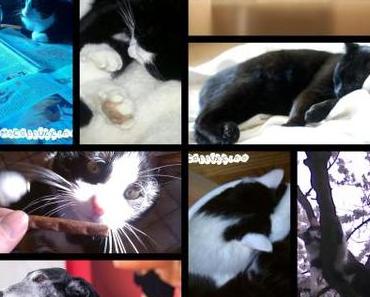 Katzenbild der Woche #9