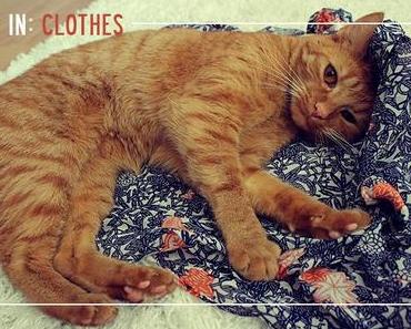 New In: Clothes and a crazy cat