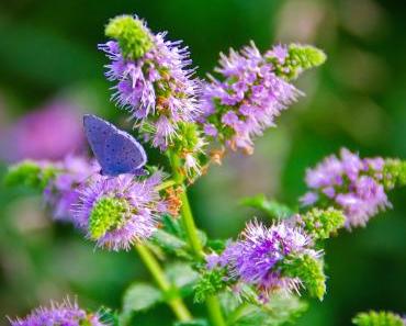 Aus meinem Garten: August