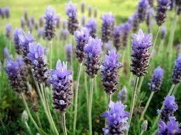Tipp: Lavendel in die Glut gegen Mücken