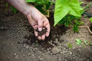 Knackiges Gemüse und frische Kräuter genießen