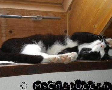 Katzenbild der Woche #14