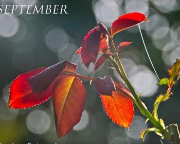Aus meinem Garten: September