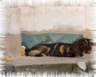 Bukarest: Hilflos den Straßenhunden ausgeliefert