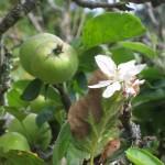 Apfel – Saisonstart im September