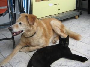 Strassenhund oder Zucht-Welpe?