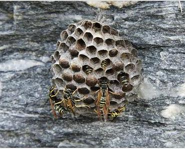 Biowaffen-Angriff in China?