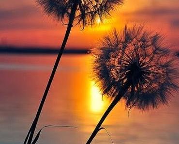 Last Days of Summer - Interaktive Story #3