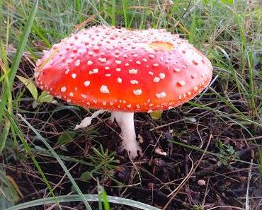 [JuNiWeek] Ju's Wochenrückblick #12