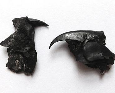 Von Kalmaren, Pottwalen und Schnäbeln