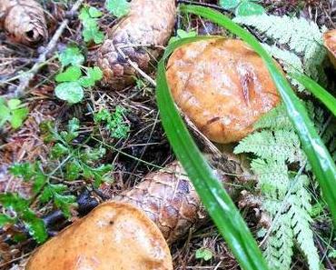 Pilze sammeln Teil 2 - Butterpilz und Schirmpilz im Porträt.