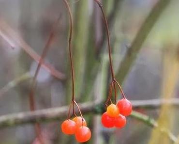 Wordless Wednesday: Autumn...