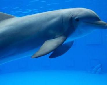 Indien schützt Delfine
