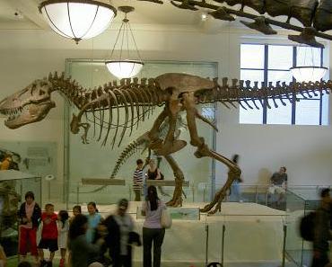Musealer Wunsch 1: Dinos