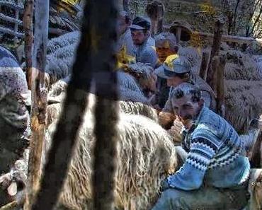 Rumäniens Kleinbauern dürfen nicht mehr von Hand melken