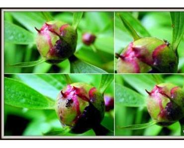 Das Gesetz der Serie