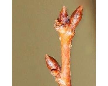 Nach einer Woche - die ersten grünen Knospen