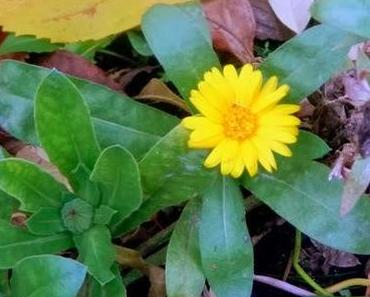 Der immerblühende Garten