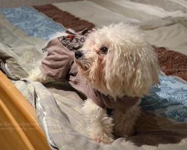 Hund im Hemd | Fitzefatzes Krankenhemdchen