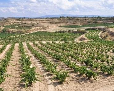 Das Weinbaugebiet Rioja in Spanien