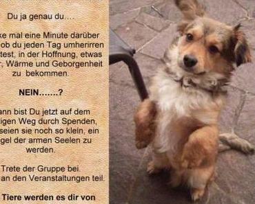 Die Engel der  rumänischen Hunde  !