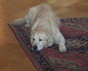 3,6 verus 10 Quadratmeter