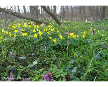 Erneuter Besuch im Auwald