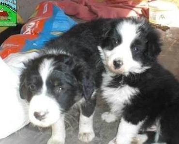 Glücklicher Tag für MINI-DOGS-LÄNDER