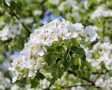 Ausflugsziel: Hanami