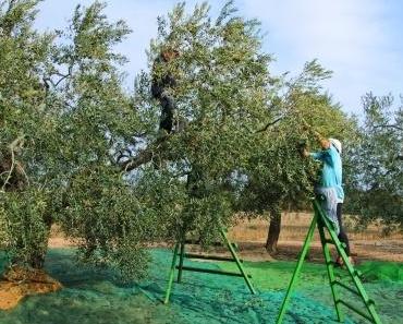 Exkurs: Olivenöl – Vom Baum in die Flasche
