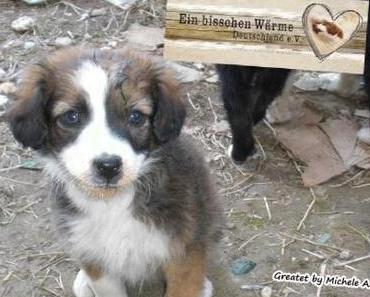 Auf der Straße lagen 4 Welpen - einen erwachsenen Hund