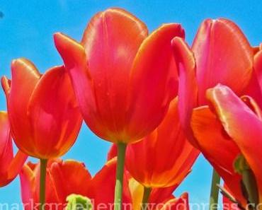 Tulpen – der Kurpark in Bad Bellingen